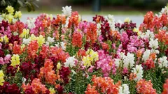 アンティリナムは夏の間ずっと華やかに咲き続けます:完全ガイド