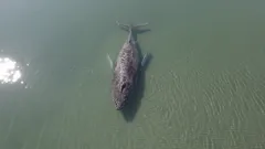 なぜクジラのティミーを救えなかったのか：バルト海での悲劇