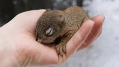 小さなリスを傷つけずに助ける方法：3つの重要な手順