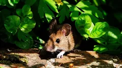 ネズミが最も嫌う植物:庭を守る簡単な対策