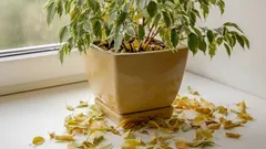 フィカスが育たない？ 90％の園芸愛好家が見落としている本当の理由