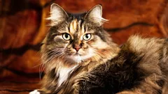 「×7」という説はとっくに時代遅れ――猫の年齢の正しい計算法とは