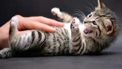 猫がお腹を見せて噛みつく：ほとんどすべての人が誤解している隠れたサイン